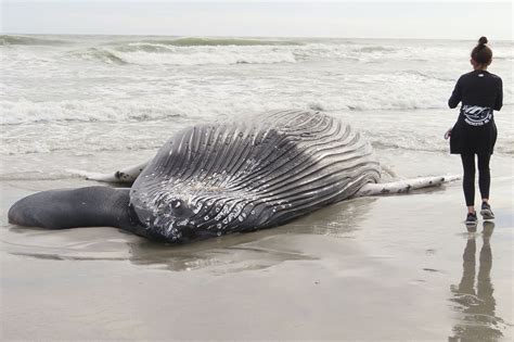 dead whale in nj